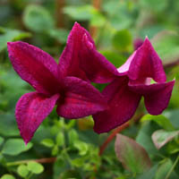 Clematis texensis Dedication