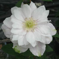 Clematis Grefve Erik RuuthTM KBK02