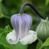 Clematis viorna Dr.Mary