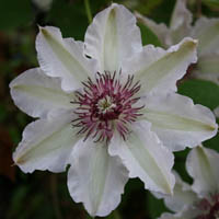 Clematis Fair Rosamond 