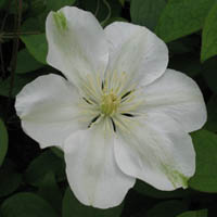 Clematis Guernsey Cream Clematis Guernsey Cream
