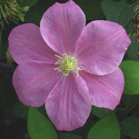 Clematis Hanaguruma 
