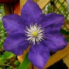 Clematis Lady Betty Balfour