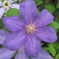 Clematis Lawsoniana