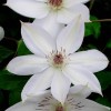 Clematis Henryi