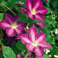 Clematis Miniseelik