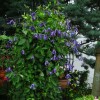 Clematis int.Blue Rain