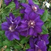 Clematis Shin-Shigyoku