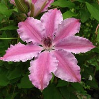 Clematis Nelly Moser neu