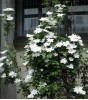 Clematis Madame Le Coultre /M. Boisselot