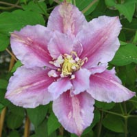 Clematis Piilu
