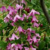 Clematis eriost.Heather Herschell