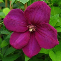 Clematis Rahvarinne Clematis Rahvarinne