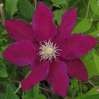 Clematis Red Pearl
