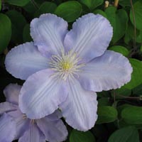 Clematis Silver Moon