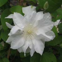 Clematis Sylvia Denny 
