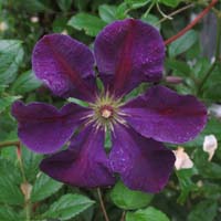 Clematis vit. Tuczka