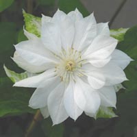 Clematis Yukiokoshi 