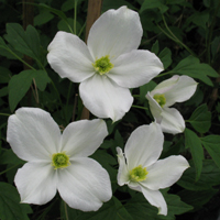 Clematis montana Miss Christine