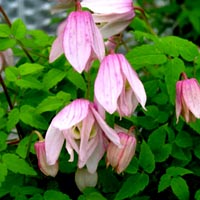 Clematis alpina Pink Flamingo