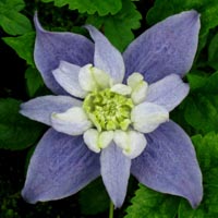 Clematis alpina Blue Princess