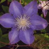 Clematis Vyvyan Pennell