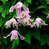 Clematis koreana Angela�s Double