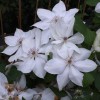 Clematis Henryi