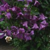 Clematis int.Pamiat Serdtza