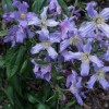 Clematis int.Lathkill Dale BFCC