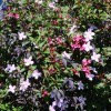 Clematis mont. Mayleen im Weigelienstrauch