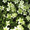 Clematis florida alba plena