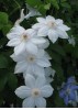 Clematis Mrs. Georg Jackman