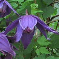 Clematis fauriei Campanulina-Plena