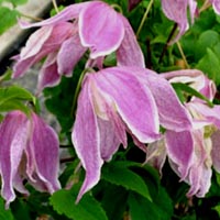 Clematis macropetala Rubra Marginata