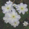 Clematis Yukikomachi