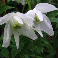 Clematis macropetala White Swan
