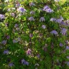 Clematis fauriei Cinderella