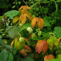 Clematis orient.Red Balloon