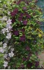 Clematis viticella Dark Eyes