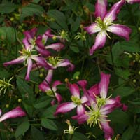 Clematis flammula Rubromarginata