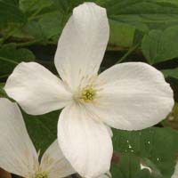 Clematis montana botanische Art