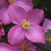 Clematis montana Freda