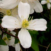 Clematis montana Grandiflora Alba