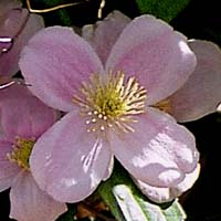 Clematis montana Pink Perfektion