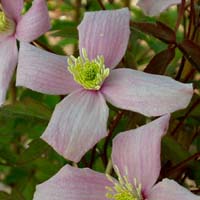 Clematis montana rubens Odorata