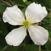 Clematis chrysocoma sericea