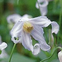 Clematis int.Alba