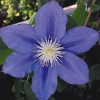 Clematis Beauty of Worcester