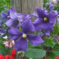 Clematis int.Durandii